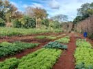 Canteiros de alface, couve e outras hortaliças plantados em fileiras em solo de terra roxa, com plantação de milho e área de mata ao fundo