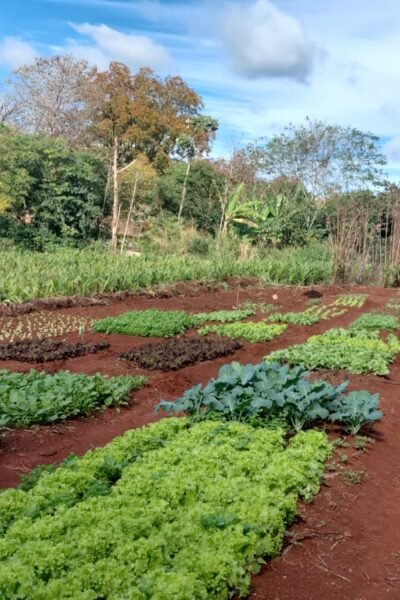 Canteiros de alface, couve e outras hortaliças plantados em fileiras em solo de terra roxa, com plantação de milho e área de mata ao fundo