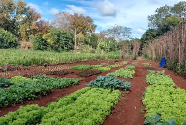 Canteiros de alface, couve e outras hortaliças plantados em fileiras em solo de terra roxa, com plantação de milho e área de mata ao fundo