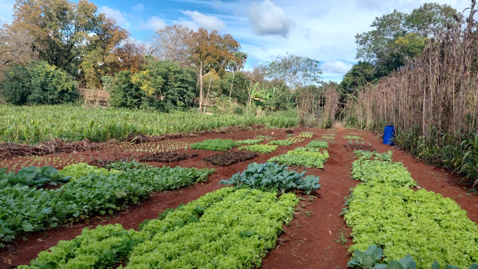 Canteiros de alface, couve e outras hortaliças plantados em fileiras em solo de terra roxa, com plantação de milho e área de mata ao fundo